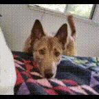 Reading Literature in the Age of Trump