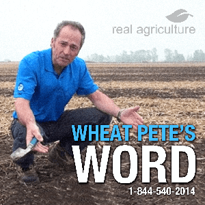 Wheat Pete's Word by RealAgriculture