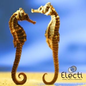 Aquário Livre, o Podcast da Electi sobre educação e facilitação de aprendizagem
