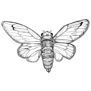 Cicada 3030