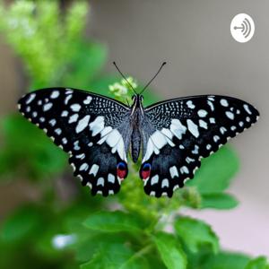 The Diverse Butterfly Podcast