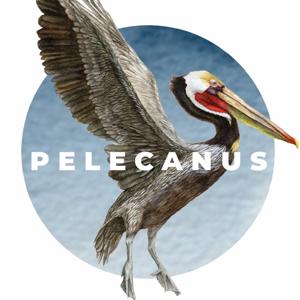 Pelecanus