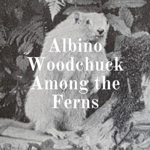 Albino Woodchuck Among the Ferns