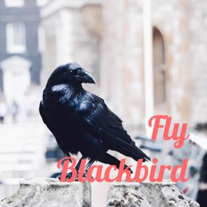 Fly Blackbird