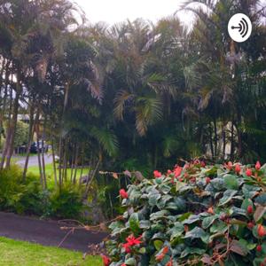 Birdsong in Hawaii by Pat Allbee