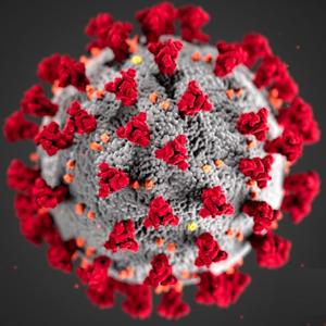 The Coronavirus Daily