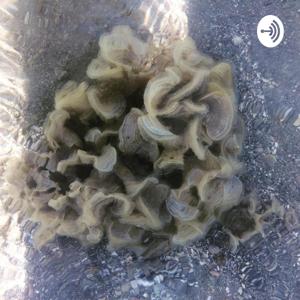 Intervenções bárbaras: o ensino como ato poético / comunidade de tradução