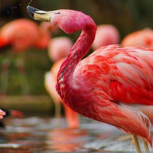 Media Flamengo Podcast