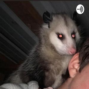 Possum gossip