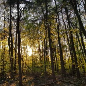 Akustische Spaziergänge