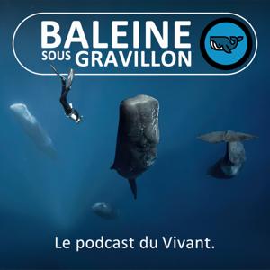 Baleine sous Gravillon by Marc Mortelmans