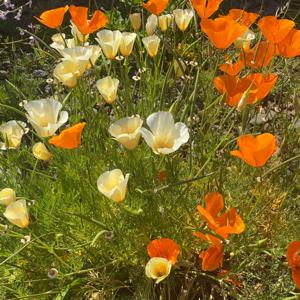 Easy Like A Sunday Morning