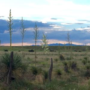 Jeremiah Griffin's tracks