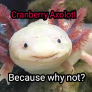 Cranberry Axolotl