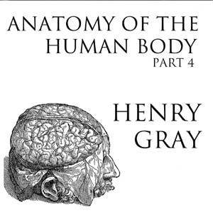 Anatomy of the Human Body, Part 4 (Gray's Anatomy) by Henry Gray (1827 - 1861)