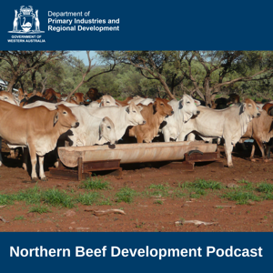 Northern Beef Development Podcast