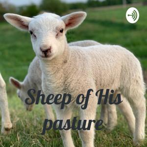 Sheep of His pasture