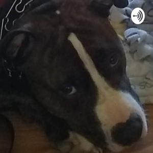 All Around Pit Bulls