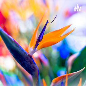 Tam Bao Podcast
檀島廣播網