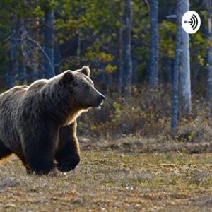 Brown Bear, Brown Bear, What Do You See? By: Jessica Chew by Jessica Chew