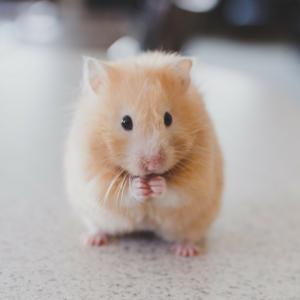 Die Hamsterküche