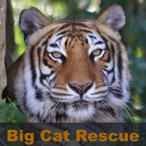 Big Cat Rescue