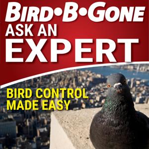 Bird B Gone - Ask An Expert