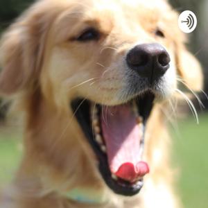 Las aventuras de Daniel y Max, los beneficios de tener un perro