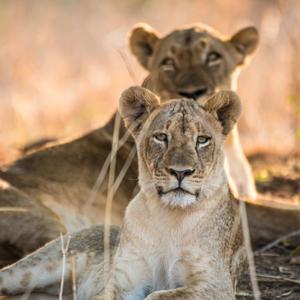 Lioness Arising Ascends "THE BRIDEGROOM"