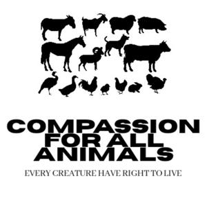 Compassion Talk