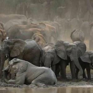 كلمات الحياة" ، "أخبار سارة" ، "أغاني الإنجيل" - اللغات الرئيسية المنطوقة في جمهورية تشاد" //  "Paroles de vie", "Bonne nouvelle", "Chants gospel" - Les principales langues parlées en République du Tchad