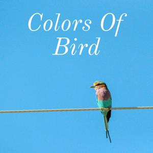 Couleurs D'un Oiseau