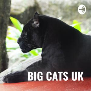 BIG CATS UK - FACT OR FICTION (let's chat) by Big Cats Uk - fact or fiction