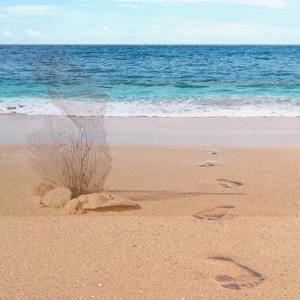 Don't Take the Coral Inside and Other Cultural Curiosities