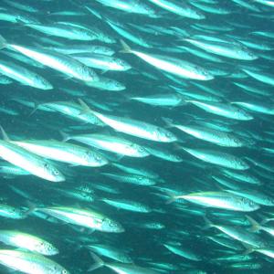 Tá makrelurin broytti Føroyar