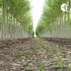 Producción forestal
