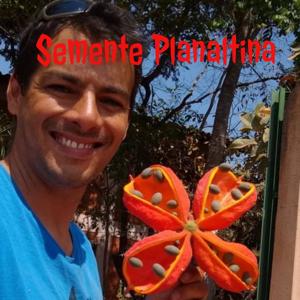 Semente Planaltina