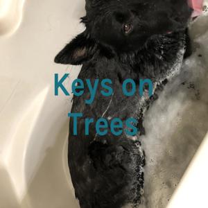 Keys on Trees