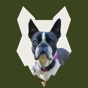 Fenrir Boston Terrier Podcast