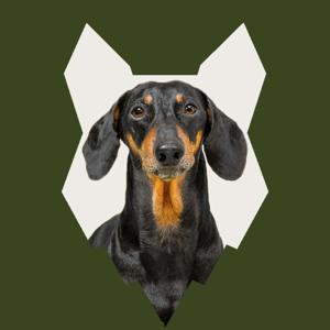 Fenrir Dachshund Show