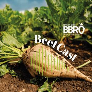 BBRO BeetCast by Francesca Broom