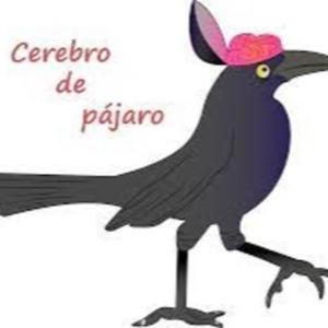 Cerebro de Pajaro.