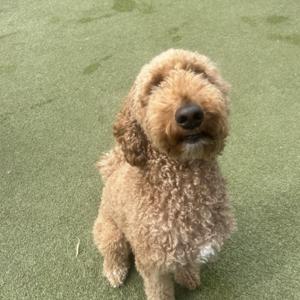 Ask Wally