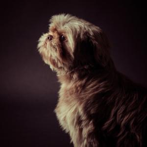 Kleine Hondjes Club - de Podcast
