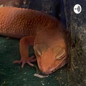 Meep:o’s Sanctuary