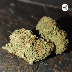 The Bud Room