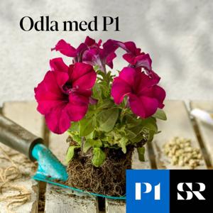 Odla med P1 by Sveriges Radio