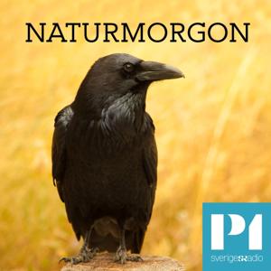 Naturmorgon by Sveriges Radio