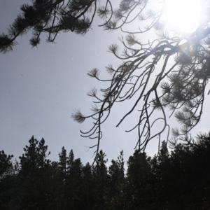 Bluebird of Happiness Mountain
