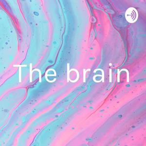 The brain